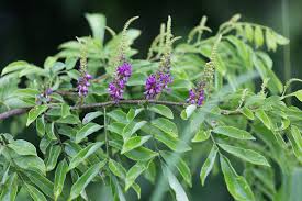 Image result for Lonchocarpus