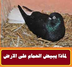 16 يبيض علي كام شهر متى تبيض الحمامة البيضة الثانية . Ø§Ù„Ø­Ù…Ø§Ù… ÙŠØ¨ÙŠØ¶ ÙƒÙ„ Ø§Ø¯ Ø§ÙŠÙ‡ Farizmedia Com