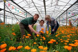 Edible flowers farm near me. Boom In Popularity Of Edible Flowers And Gourmet Herbs Prompts Growth For North Yorkshire Firm The Northern Echo