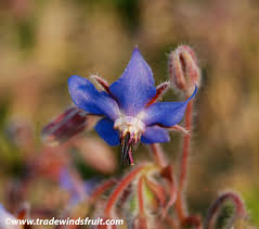 Image result for Borago
