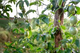 2,187 green passion fruit products are offered for sale by suppliers on alibaba.com, of which fruit & vegetable juice accounts for 14%, organic fruit accounts for 3%, and preserved fruit accounts for 1%. Green Passion Fruits Hanging On Tree Free Stock Photo