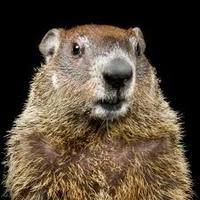 As much as our body needs exercise, our brain also requires some working out from time to time. Groundhog Facts Other Quizizz