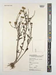 Image result for Anisopappus chinensis