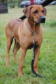 Image result for rhodéský ridgeback