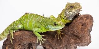 It is also known as the asian water dragon, thai water dragon, and green water dragon. Asian Water Dragon Smithsonian S National Zoo