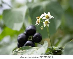 Image result for Solanum scabrum