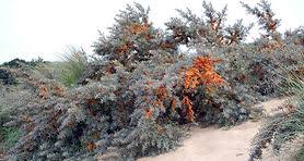 Image result for Hippocratea buchananii