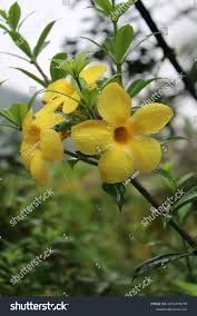 Image result for Gelsemiaceae