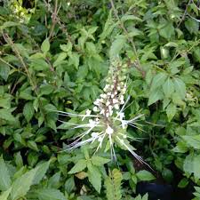 Misai kucing is used for treating the ailments of the kidney, since it has a mild diuretic effect. Buy Pokok Misai Kucing Seetracker Malaysia