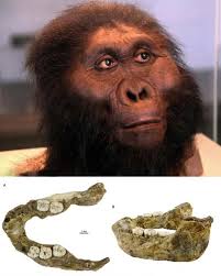 What species of giant ground sloth did this 30,000-year-old tooth belong to?