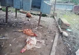 Seis detenidos en Málaga de una red que distribuía medicación para  adelgazar y para la disfunción eréctil