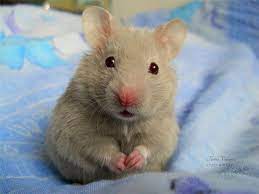 A 30 Cute And Adorable Hamster Photography Collection Naldz Graphics Funny Hamsters Hamster Cute Hamsters