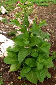 Image result for Nicotiana tabacum