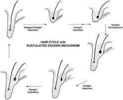 Hair shedding is a natural part of the hair cycle. Exogen Shedding Phase Of The Hair Growth Cycle Characterization Of A Mouse Model Sciencedirect