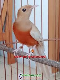 Jenis dari burung murai bati ini mempunyai ciri fisik yang sangat khas, yang mana pada bagian. Ragam Mutasi Genetika Pada Burung Murai Batu Pun Bisa Mutan Om Kicau