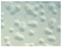 We did not find results for: German Collection Of Microorganisms And Cell Cultures Gmbh Mycoplasma Detection