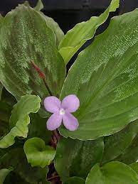 Peacock Ginger Kaempferia Roscoeana Ginger Plant Ground Orchids Flower Photos