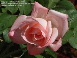 A year before, a massive belgian floral carpet rolled out on the ohio. Plantfiles Pictures Hybrid Tea Rose Barbara Bush Rosa By Kactuskathi