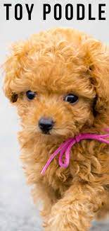 Check spelling or type a new query. Toy Poodle All About The World S Cutest Curliest Dog Breed