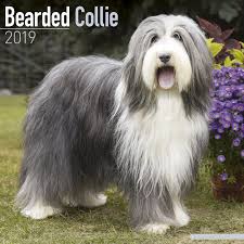 Bearded Collie Calendar 2019 Avonside Publishing Ltd