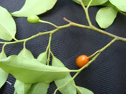 Image result for Olax aschersoniana