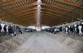 Sığır Yetiştiriciliğinde Barınak Sistemleri - Sığırlar - VetRehberi