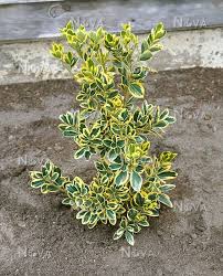Maybe you would like to learn more about one of these? Euonymus Japonicus Chollipo Media Database