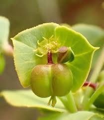 Image result for Euphorbia transvaalensis