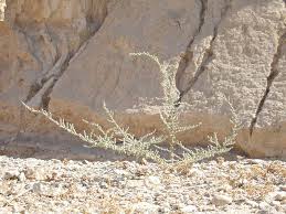 Image result for Caroxylon littoralis