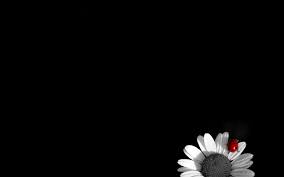 Black And White Wallpaper Desktop Hd Black And White Flower Wallpaper Hd For Desktop Background Black And White Background Black Wallpaper Black And White Flowers
