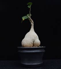 Image result for Pyrenacantha