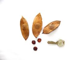 Image result for Pericopsis