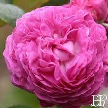 Whether you're searching for colorful accessories like lawn ornaments and wind spinners, or you want to add unique lighting for an. 37 Rose Garden Ideas Rose Rose Garden Plants