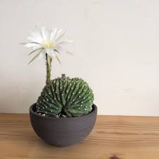 サボテン・大豪丸・綴化  盆栽、多肉植物、塊根植物、観葉植物通販KIDORI -キドリ-