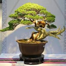 Juniper bonsai keeps its beautiful, green color throughout the year. Rare Beautiful Juniper Bonsai Tree Seeds Buy Online At Best Prices In Pakistan Daraz Pk