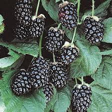 Then the usda introduced 'sweetie pie', and we have been reaping the delicious rewards ever since! Sweetie Pie Blackberry Gurney S Seed Nursery Co