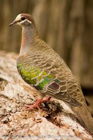 pin on pigeons doves sandgrouses