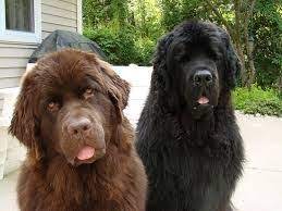 Image Result For Newfoundland Puppies For Sale Australia Chocolate Puppies Newfoundland Puppies Animal Lover