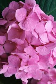 If the soil naturally contains aluminum and is acid (low ph) the color of the hydrangea will automatically tend toward shades of blue and/or purple. Changing The Color Of Hydrangeas Plant Addicts