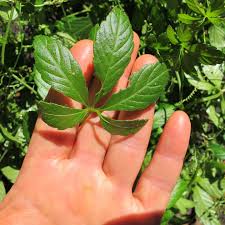 Image result for Monadenium herbaceum