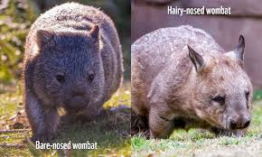 Image result for Northern hairy-nosed wombat