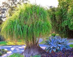 Image result for Beaucarnea recurvata