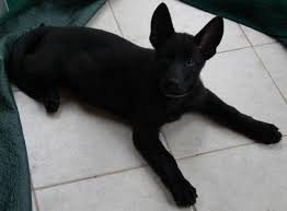 Looking for a puppy or dog in paducah, kentucky? Akc German Shepherd Black Bi Colored Puppies Procchini Straze Lines For Sale In Cape Girardeau Missouri Classified Americanlisted Com