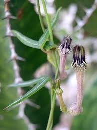 Image result for Ceropegia linearis