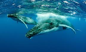 The humpback whale (megaptera novaeangliae) is a species of baleen whale. Recovering From The Brink Of Extinction Humpback Whale Population Rises Faster Than Expected