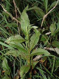 Image result for Persicaria hystricula