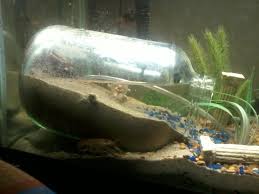 If you prefer to just order the decorations you enjoy the greatest and set them in your tank, do it. Under Water Dry Zone For Fiddler Crabs Fish Tank Aquarium Fish Tank Diy Fish Tank