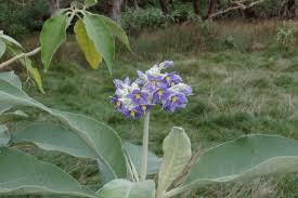 Image result for Solanum sp. B