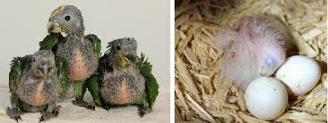 We did not find results for: Psittacine Pediatrics Housing And Feeding Of Baby Parrots Hari