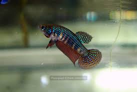 #quicksale #betta #smaragdina $40ea or $60 a pair. I Always Show Off My Wild Males But Never Give The Females The Spotlight Today Is The Day Heres A Betta Smaragdina Guitar Girl That Coloured Up For The Picture Bettafish